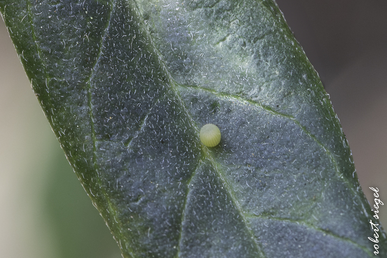 eleanor pardee park 2026